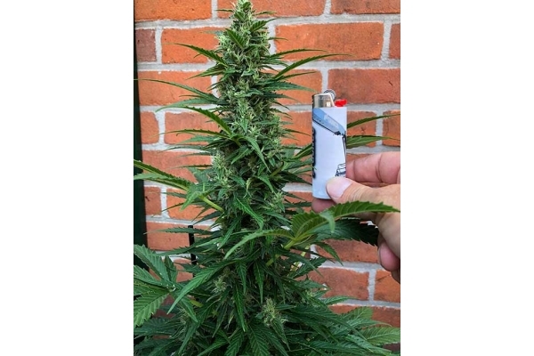 Northern Light Autoflower (Royal Queen Seeds) Feminiserede Northern Light Autoflower (Royal Queen Seeds) Feminiserede