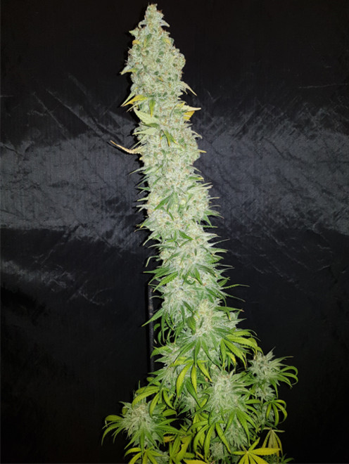 Northern Light Blue (Delicious Seeds) Feminiserede Northern Light Blue (Delicious Seeds) Feminiserede
