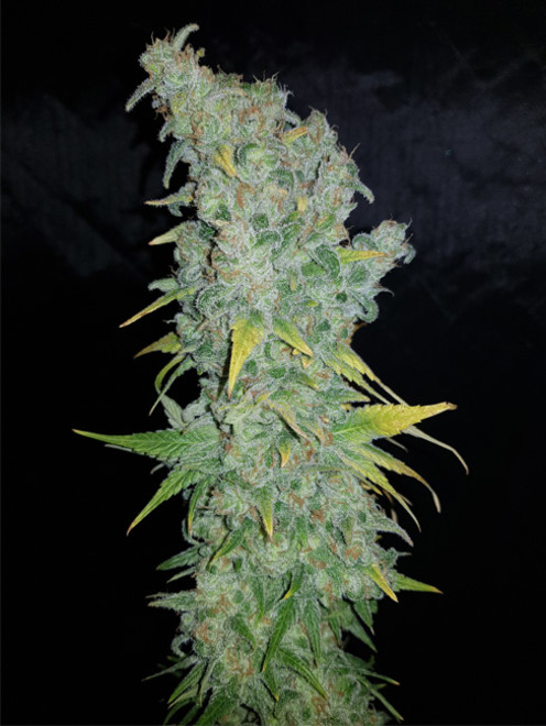 Northern Light Blue (Delicious Seeds) Feminiserede Northern Light Blue (Delicious Seeds) Feminiserede