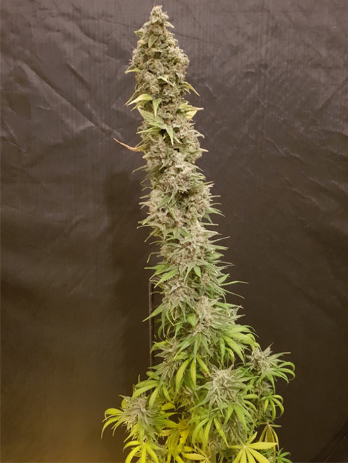Northern Light Blue (Delicious Seeds) Feminiserede Northern Light Blue (Delicious Seeds) Feminiserede
