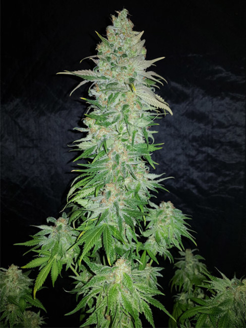 Northern Light Blue (Delicious Seeds) Feminiserede Northern Light Blue (Delicious Seeds) Feminiserede