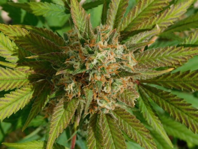 Raspberry Cough (Nirvana) Feminiserede Raspberry Cough (Nirvana) Feminiserede