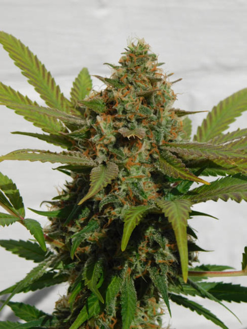 Raspberry Cough (Nirvana) Feminiserede Raspberry Cough (Nirvana) Feminiserede