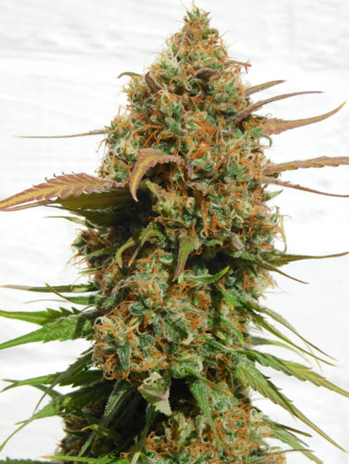Raspberry Cough (Nirvana) Feminiserede Raspberry Cough (Nirvana) Feminiserede