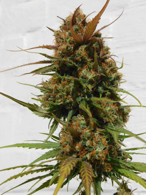 Raspberry Cough (Nirvana) Feminiserede Raspberry Cough (Nirvana) Feminiserede