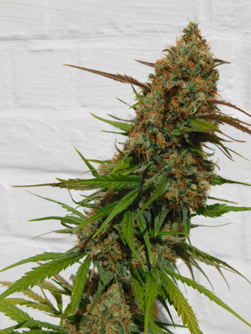 Raspberry Cough (Nirvana) Feminiserede Raspberry Cough (Nirvana) Feminiserede
