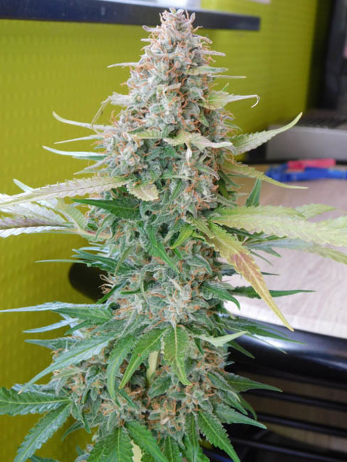 Raspberry Cough (Nirvana) Feminiserede Raspberry Cough (Nirvana) Feminiserede