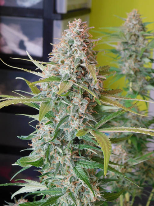 Raspberry Cough (Nirvana) Feminiserede Raspberry Cough (Nirvana) Feminiserede