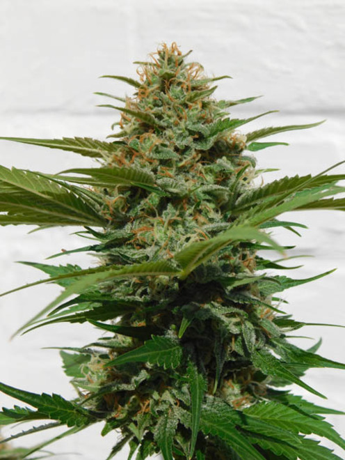 Raspberry Cough (Nirvana) Feminiserede Raspberry Cough (Nirvana) Feminiserede