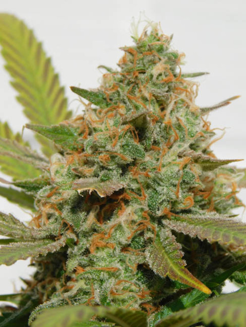 Raspberry Cough (Nirvana) Feminiserede Raspberry Cough (Nirvana) Feminiserede