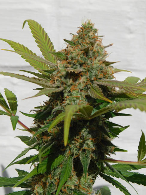 Raspberry Cough (Nirvana) Feminiserede Raspberry Cough (Nirvana) Feminiserede