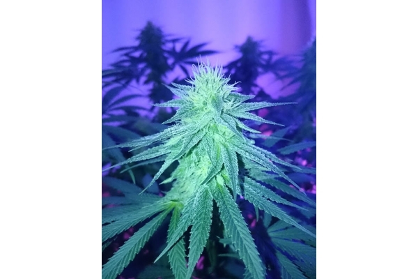 Haze Berry (Royal Queen Seeds) Feminiserede Haze Berry (Royal Queen Seeds) Feminiserede