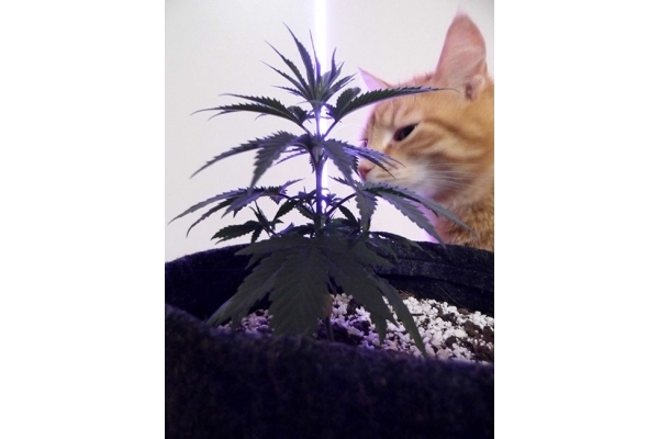 Haze Berry (Royal Queen Seeds) Feminiserede Haze Berry (Royal Queen Seeds) Feminiserede