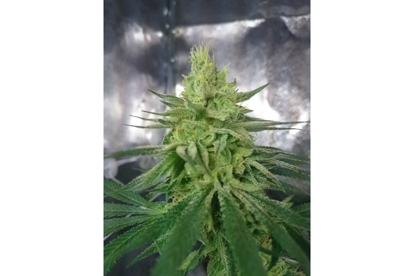 Haze Berry (Royal Queen Seeds) Feminiserede Haze Berry (Royal Queen Seeds) Feminiserede