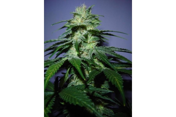 Nepal Jam (ACE Seeds) Feminiserede Nepal Jam (ACE Seeds) Feminiserede