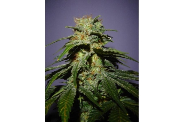Nepal Jam (ACE Seeds) Feminiserede Nepal Jam (ACE Seeds) Feminiserede