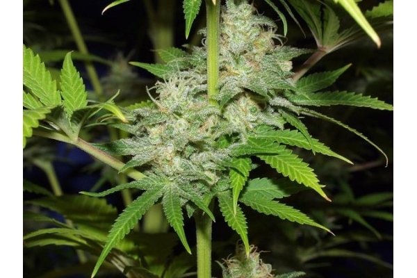 Nepal Jam (ACE Seeds) Feminiserede Nepal Jam (ACE Seeds) Feminiserede