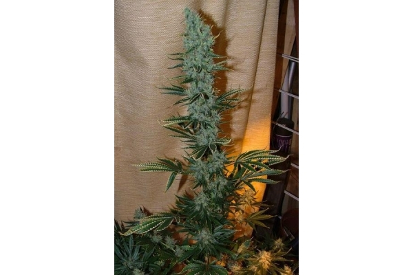 Nepal Jam (ACE Seeds) Feminiserede Nepal Jam (ACE Seeds) Feminiserede