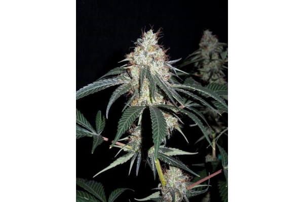 Nepal Jam (ACE Seeds) Feminiserede Nepal Jam (ACE Seeds) Feminiserede