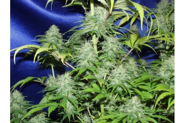 Nepal Jam (ACE Seeds) Feminiserede Nepal Jam (ACE Seeds) Feminiserede