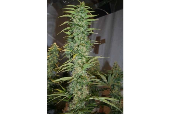 Orient Express (ACE Seeds) Feminiserede Orient Express (ACE Seeds) Feminiserede
