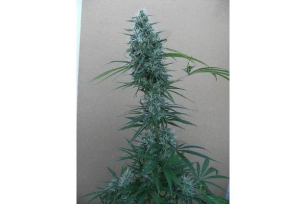 Orient Express (ACE Seeds) Feminiserede Orient Express (ACE Seeds) Feminiserede