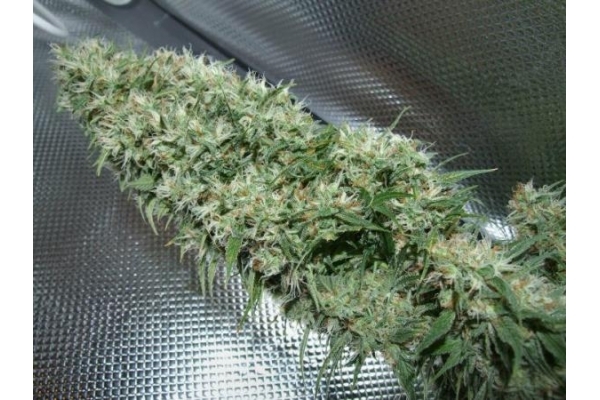 Orient Express (ACE Seeds) Feminiserede Orient Express (ACE Seeds) Feminiserede