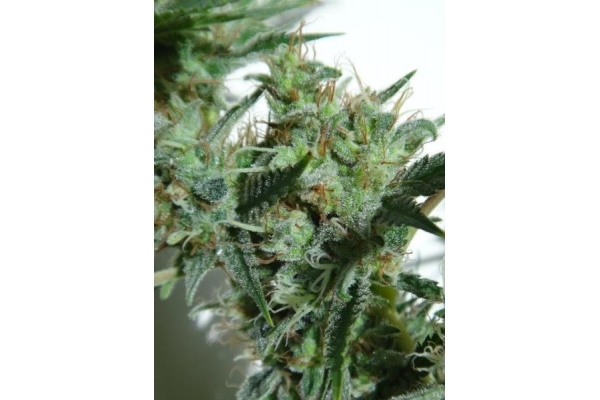 Orient Express (ACE Seeds) Feminiserede Orient Express (ACE Seeds) Feminiserede