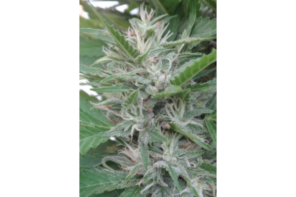 Orient Express (ACE Seeds) Feminiserede Orient Express (ACE Seeds) Feminiserede