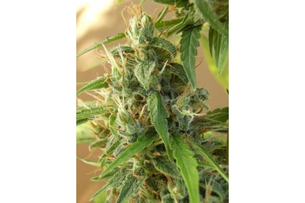 Panama (ACE Seeds) Feminiserede