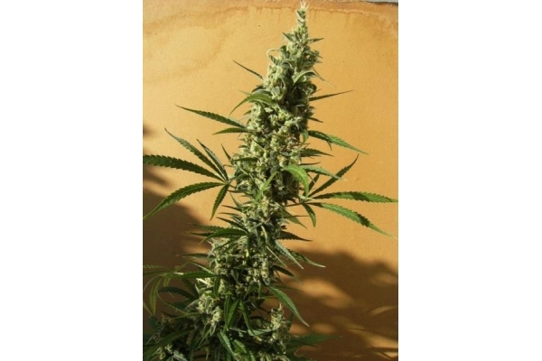 Panama (ACE Seeds) Feminiserede