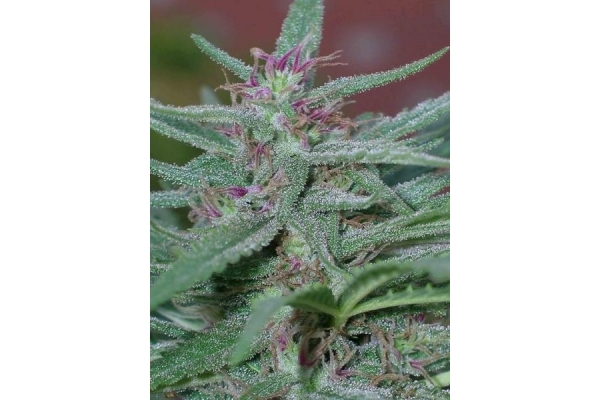 Panama (ACE Seeds) Feminiserede