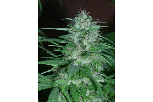 Panama (ACE Seeds) Feminiserede