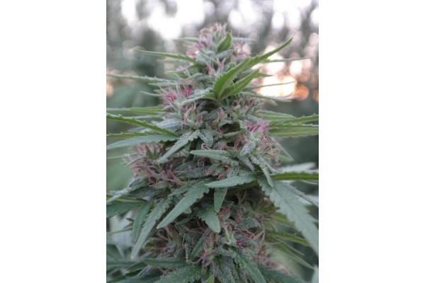 Panama (ACE Seeds) Feminiserede