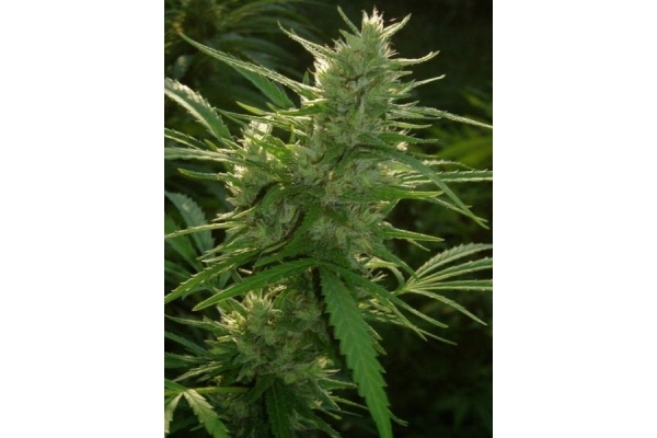 Panama (ACE Seeds) Feminiserede Panama (ACE Seeds) Feminiserede