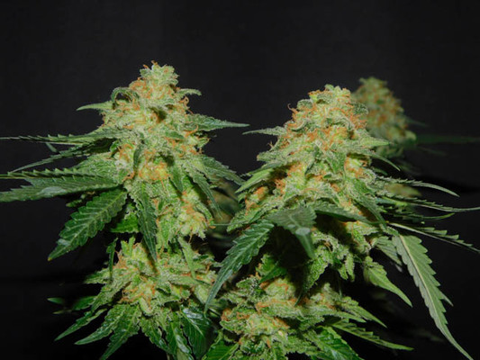 Spliff's Strawberry (Spliff Seeds) Feminiserede Spliff's Strawberry (Spliff Seeds) Feminiserede
