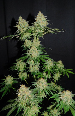 Spliff's Strawberry (Spliff Seeds) Feminiserede Spliff's Strawberry (Spliff Seeds) Feminiserede