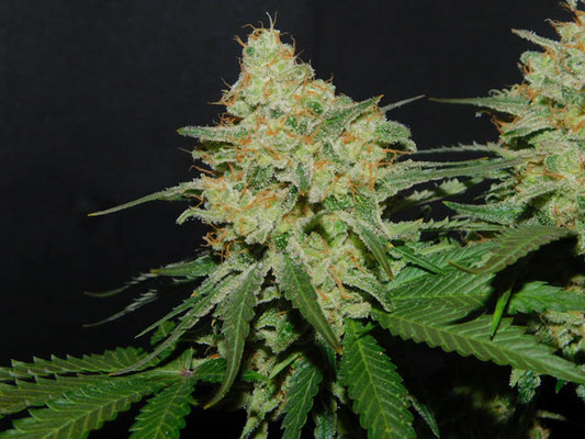 Spliff's Strawberry (Spliff Seeds) Feminiserede Spliff's Strawberry (Spliff Seeds) Feminiserede