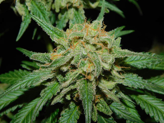 Spliff's Strawberry (Spliff Seeds) Feminiserede Spliff's Strawberry (Spliff Seeds) Feminiserede