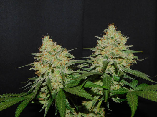 Spliff's Strawberry (Spliff Seeds) Feminiserede Spliff's Strawberry (Spliff Seeds) Feminiserede