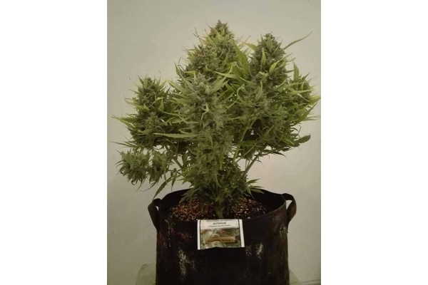 Auto White Widow (Dutch Passion) Feminiserede Auto White Widow (Dutch Passion) Feminiserede