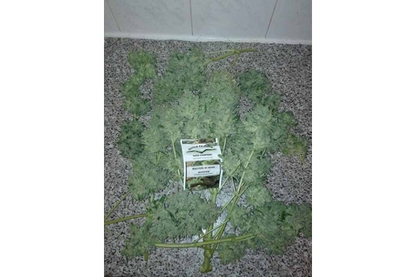Auto White Widow (Dutch Passion) Feminiserede Auto White Widow (Dutch Passion) Feminiserede