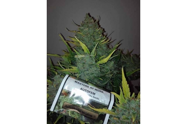 Auto White Widow (Dutch Passion) Feminiserede Auto White Widow (Dutch Passion) Feminiserede