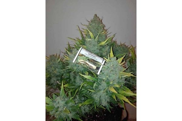 Auto White Widow (Dutch Passion) Feminiserede Auto White Widow (Dutch Passion) Feminiserede