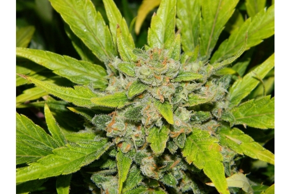 Auto White Widow (Dutch Passion) Feminiserede Auto White Widow (Dutch Passion) Feminiserede