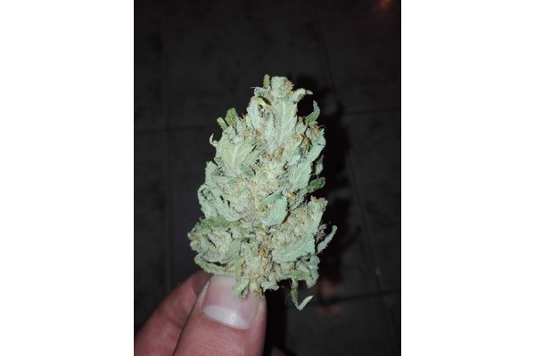 Auto White Widow (Dutch Passion) Feminiserede Auto White Widow (Dutch Passion) Feminiserede
