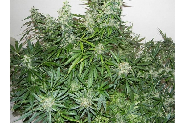 Blue Auto Mazar (Dutch Passion) Feminiserede Blue Auto Mazar (Dutch Passion) Feminiserede