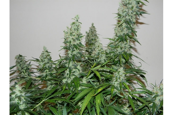 Blue Auto Mazar (Dutch Passion) Feminiserede Blue Auto Mazar (Dutch Passion) Feminiserede