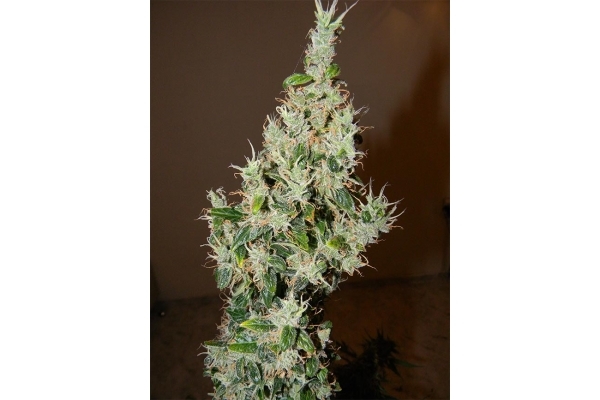 Blue Auto Mazar (Dutch Passion) Feminiserede Blue Auto Mazar (Dutch Passion) Feminiserede