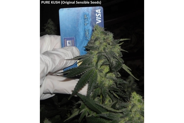 Pure Kush (Original Sensible) Feminiserede Pure Kush (Original Sensible) Feminiserede